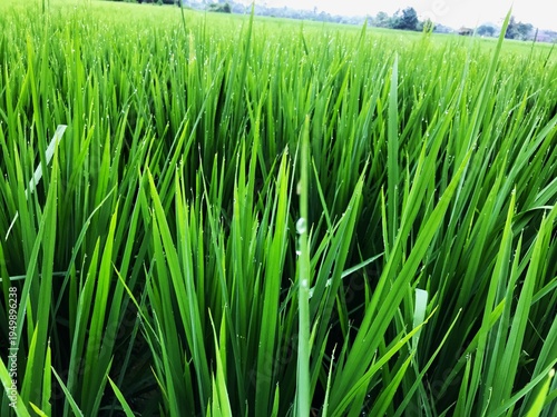 Morning Dew Drops on Fresh Green Rice Field Leaves