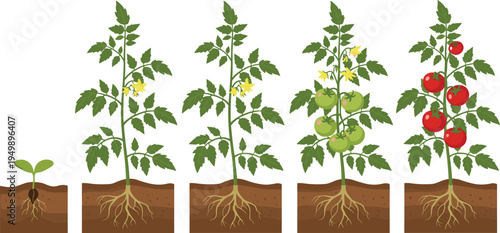 Tomato plant growth stages from seedling to ripe tomatoes gardening life cycle vector illustration