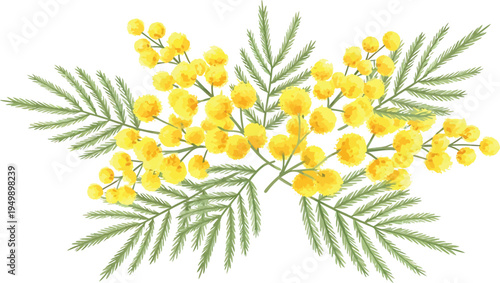 Hand drawn watercolor mimosa flowers vector illustration for spring greeting card design and botanical decoration element.