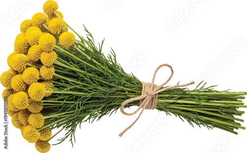 Yellow Craspedia flowers bouquet vector illustration isolated on white background for floral design and decorative elements.