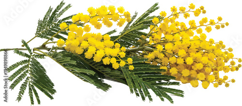 Mimosa flower branch illustration isolated on white background. Spring floral vector design element for greeting cards and banners.