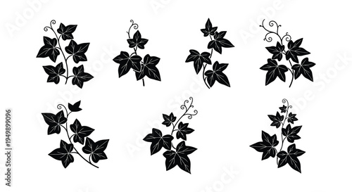 Black and white illustration of various ivy leaf and vine arrangements
