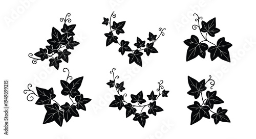 Black and white illustration of various ivy leaf and vine arrangements