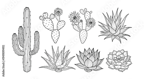 Botanical illustration of various desert cacti and succulent plants