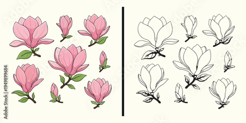 Magnolia flower botanical illustration, elegant magnolia blossom drawing, floral botanical line art design, magnolia flower illustration artwork, spring flower botanical clipart, floral magnolia outli
