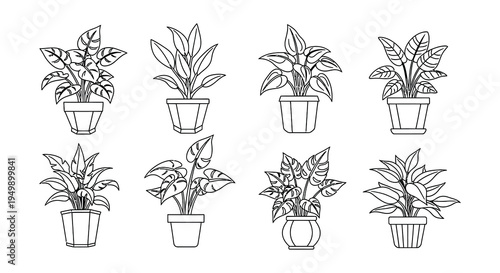 Collection of potted houseplants a minimalist line art illustration