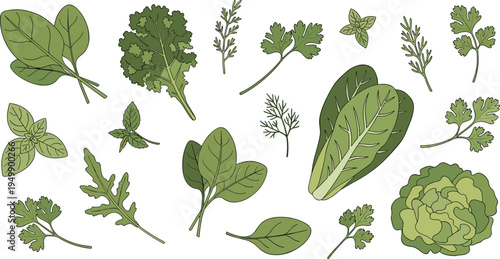 Comprehensive Hand Drawn Vector Collection Featuring Fresh Spinach Kale Basil Arugula and Romaine Lettuce for Healthy Organic Food and Culinary Design Projects