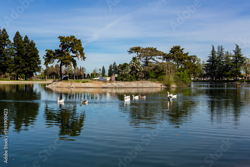 Geese on the manmade Ellis Lake on Marysville, California