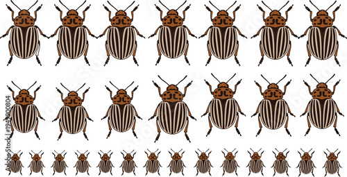Comprehensive Vector Collection of Colorado Potato Beetles Featuring Various Sizes of Striped Leaf Beetles for Agricultural Pest Control and Entomology Design Projects