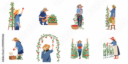 Collection of illustrations featuring women harvesting ripe tomatoes in various garden settings, showcasing organic farming, gardening, and agricultural work.
