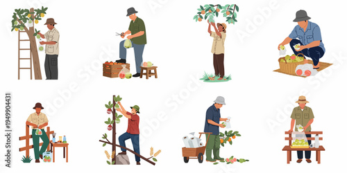 Set of illustrations showing farmers harvesting, bagging, and sorting fresh fruits in an orchard, featuring various workers and agricultural tasks.