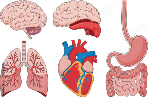 Human internal organs anatomy set with brain heart lungs stomach and intestines medical biology vector illustration