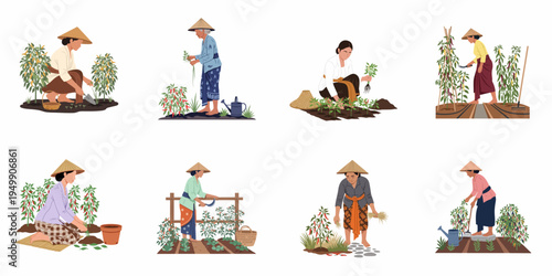 Vector illustration set of traditional Asian women farmers harvesting and planting chili peppers and vegetables in a garden