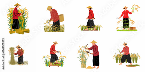 Set of traditional Asian rice farmers harvesting paddy fields with sickles and manual tools in flat vector illustration style isolated on white background.