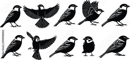 Black Silhouette Sparrow Bird Vector Set: Passerine Wild Birds, Flying and Perched Poses, Wildlife Nature and Detailed Ornithology Graphics