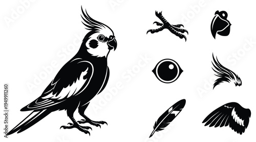 Elegant cockatiel bird vector illustration set featuring cockatiel body head with crest beak eye feather and bird claw icons isolated