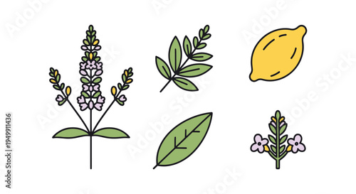 Lemon Verbena Line art vector clean contemporary abstract illustration