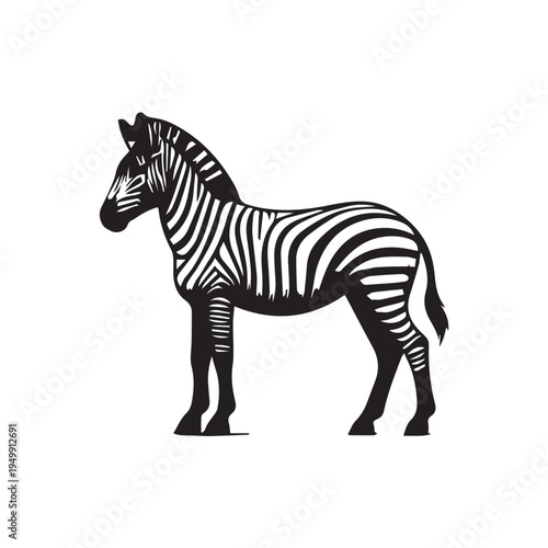 zebra vector illustration