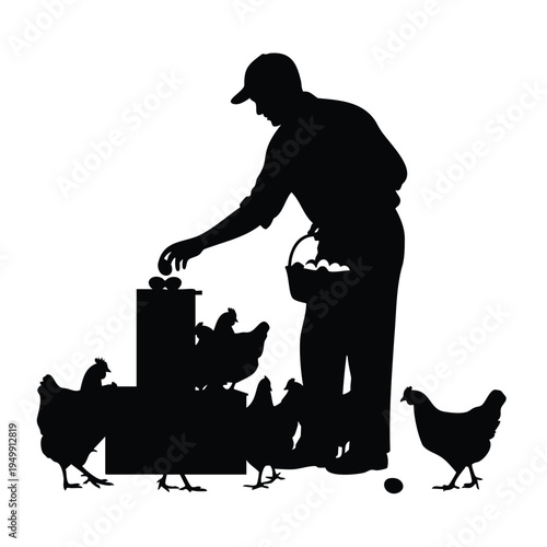 Farmer gathering organic chicken eggs silhouette in poultry farm yard
