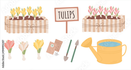 set of gardening elements isolated on white background. Includes tulip garden beds with blooming flowers, tulip bulbs in different colors, seed packets, small shovel and spade, watering can