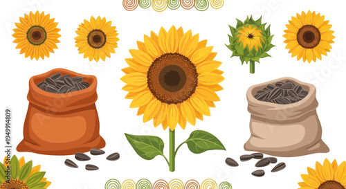 Sunflower Harvest: Blooming Flower, Seeds in Sacks, and Scattered Kernels