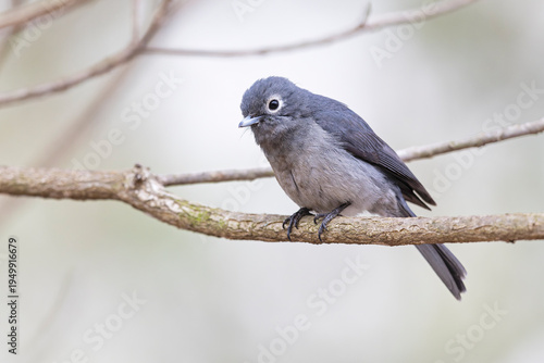 A White-eyed Slaty-Flycatcher (Melaenornis fischeri) perched on a branch.
