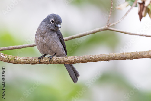A White-eyed Slaty-Flycatcher (Melaenornis fischeri) perched on a branch.
