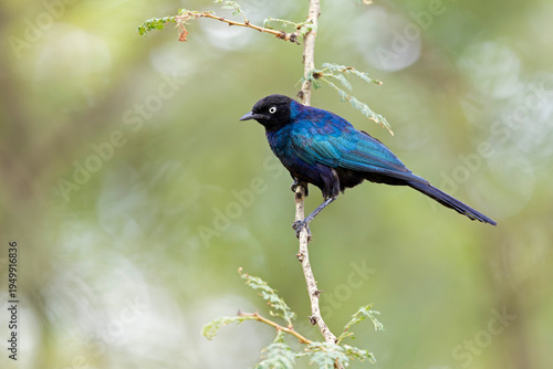 An adult Rüppell's starling (Lamprotornis purpuroptera) perched on a branch.