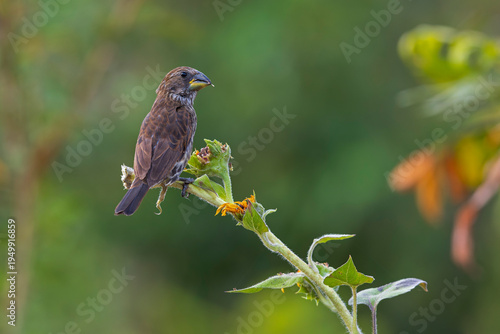 A female thick-billed weaver (Amblyospiza albifrons) perched on a plant.