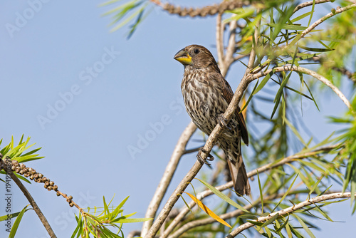 A female thick-billed weaver (Amblyospiza albifrons) perched on a plant.