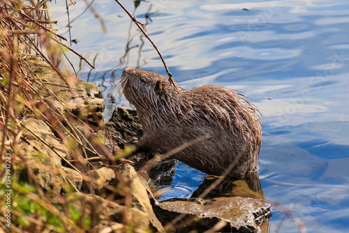Nutria or Coypu (Myocastor coypus)