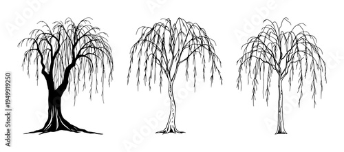 Weeping willow tree set with elegant trailing branches featuring fine line art, thin lines, isolated with nature and plant illustration