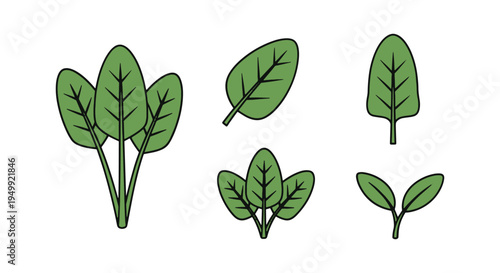 New Zealand Spinach Line art minimal abstract modern style vector