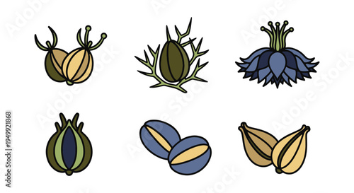 Nigella Seeds Line art vector minimal contemporary abstract color