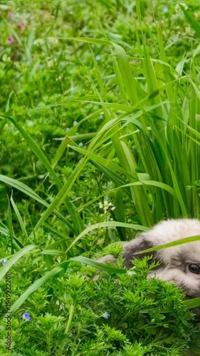 Cute rabbit eating green grass in the fields 