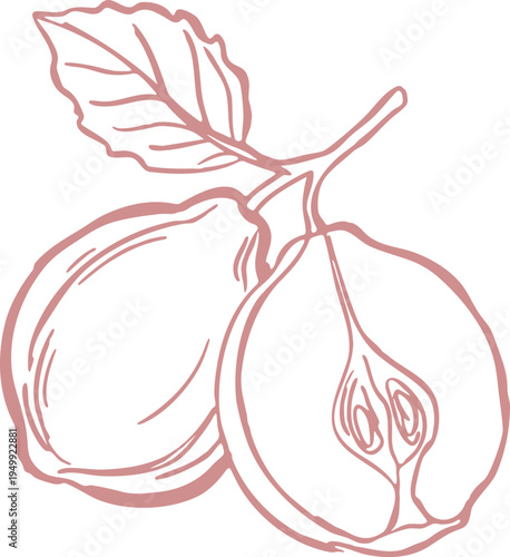 Whole and halved figs with leaf line drawing