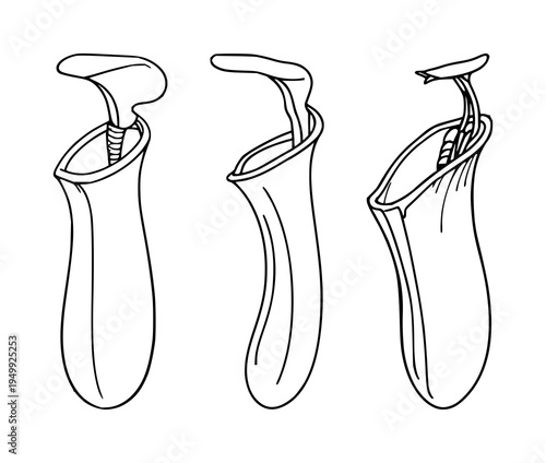 Pitcher plant set with fine line art on white background featuring botanical curiosity, carnivorous plant, elegant detail with thin lines and subtle contrast