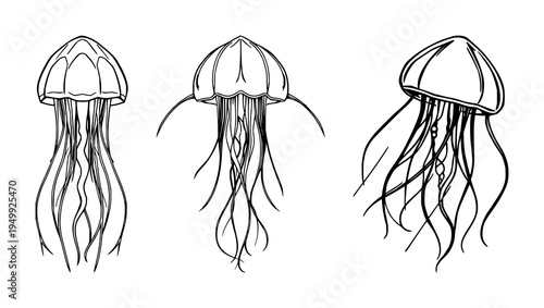 Jellyfish set with symmetrical line art of a stylized jellyfish and long flowing tentacles against a white background featuring marine, deep sea, biology aesthetic with outline and illustration