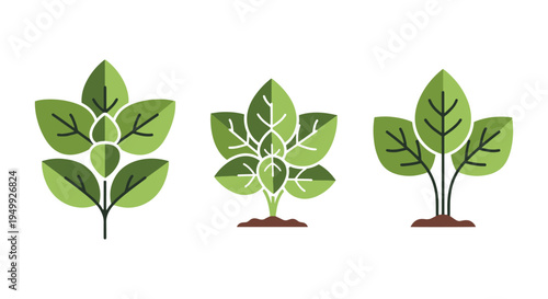 Organic Basil Line art vector vivid abstract artistic