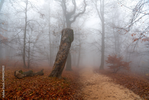 Konstfotografi Path in an inhospitable misty autumn forest