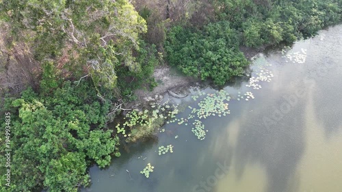 Big saltwater estuarine crocodile, Crocodylus porosus, lurking in the shallow murky water of a billabong waterhole in tropical north Queensland, Australia.