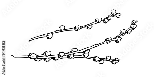 Vintage hand drawn illustration of Pussy Willow branches. Floral sketch vector art
