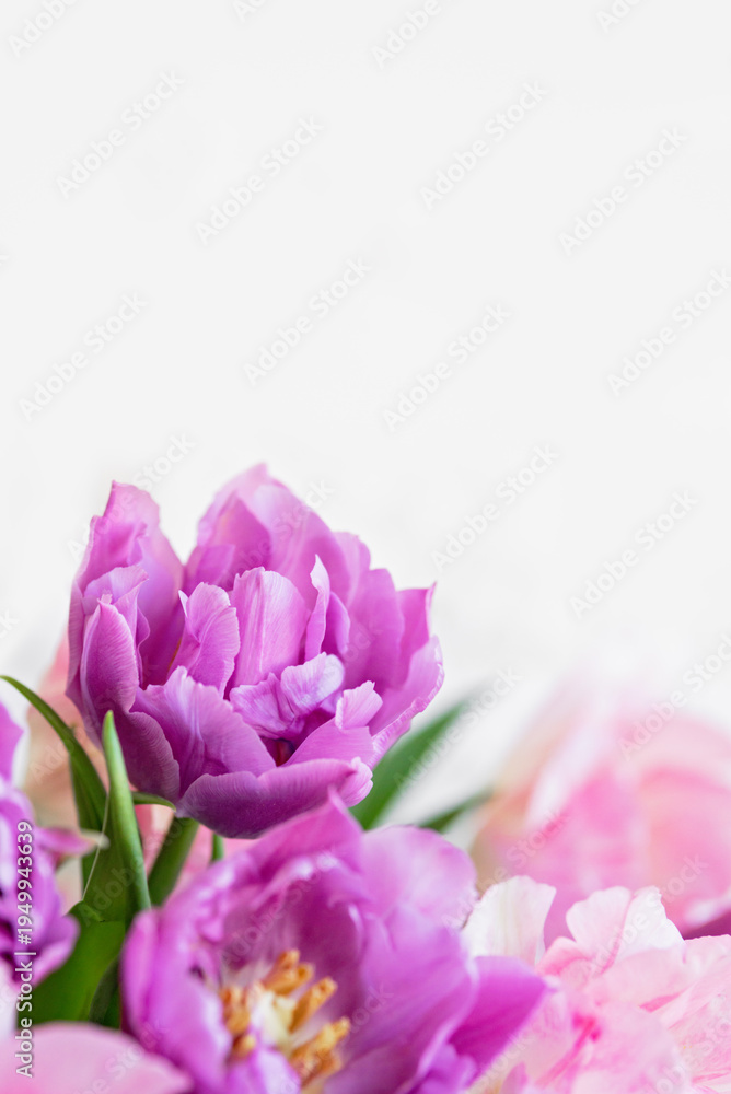 Obraz premium spring greeting background with pink and purple flowers. Romantic spring floral composition perfect for Mothers Day, greeting cards, weddings, and feminine design themes.