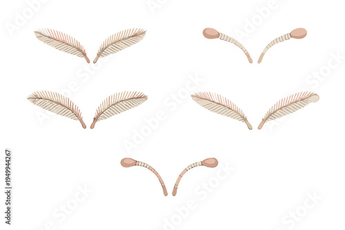 A collection of five pairs of insect antennae illustrations isolated