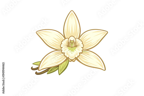 Stylized vector illustration of a vanilla orchid flower with green