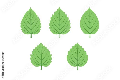A set of five green leaf illustrations in a flat vector style