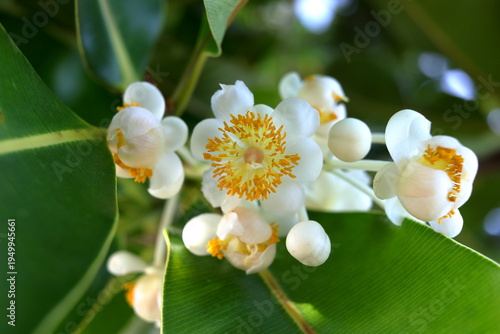 Close up white flowers of Calophyllum inophyllum blooming on branch and pistil detail in Thailand. Common name is Indian Laure, Alexandrian laurel, Bornero mahogany and Beautiful-leaf.