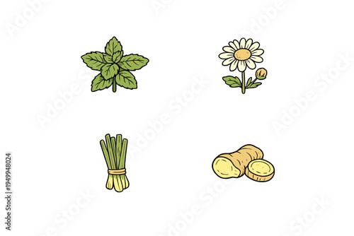 A collection of four hand-drawn vector icons featuring common herbal