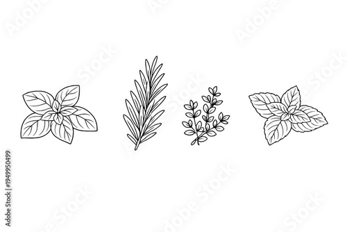 Hand-drawn vector illustration set of culinary herbs featuring basil