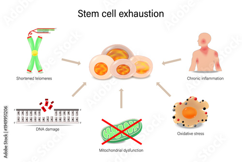 Stem cell exhaustion. Shortened telomeres, DNA damage, Mitochondrial dysfunction, Oxidative stress and Chronic inflammation. Hallmarks of ageing. Longevity.